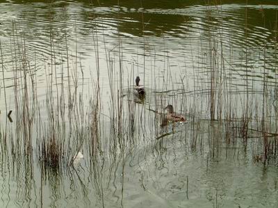 DSCF0035.JPG